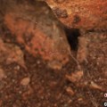 沙河江西发现蜘蛛新物种 为研究呵叻蛛属适应区域提供依据